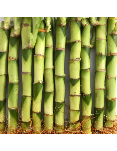 Bambú Afortunado Wekiva Foliage - 3 Plantas 10.16 cm - Feng Shui