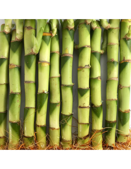 Bambú Afortunado Wekiva Foliage - 3 Plantas 10.16 cm - Feng Shui