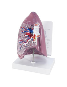 Modelo de Pulmón GPI Anatomicals 4 Secciones Educativo