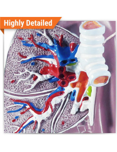 Modelo de Pulmón GPI Anatomicals 4 Secciones Educativo 2