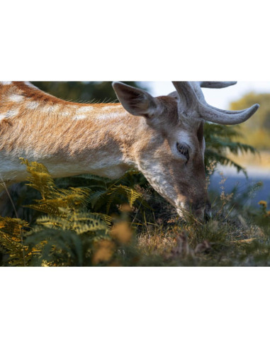 Lente Macro Tokina ATX-i 100mm F2.8 FF Montura Canon EF