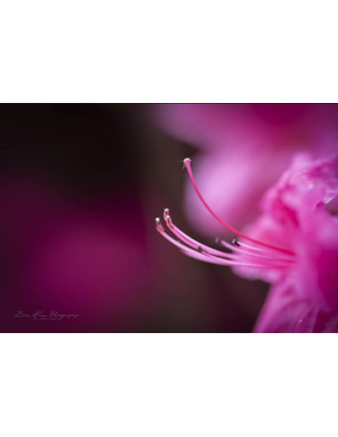 Lente Macro Tokina ATX-i 100mm F2.8 FF Montura Canon EF