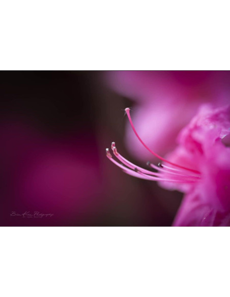 Lente Macro Tokina ATX-i 100mm F2.8 FF Montura Canon EF