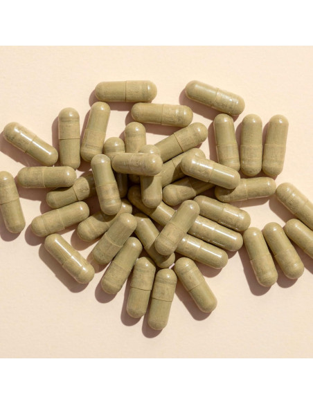 Cápsulas de Albahaca Sagrada Plant Therapy 120 Unidades