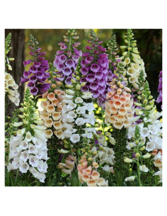 Plantas Vivas Digitalis Dalmatiano Clovers Garden - 2 Unidades 10-20 cm