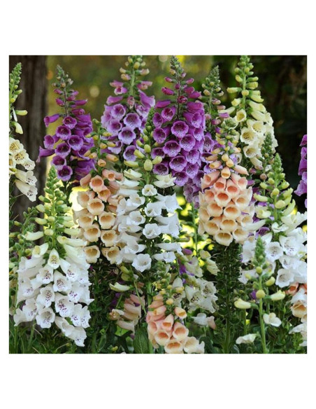 Plantas Vivas Digitalis Dalmatiano Clovers Garden - 2 Unidades 10-20 cm
