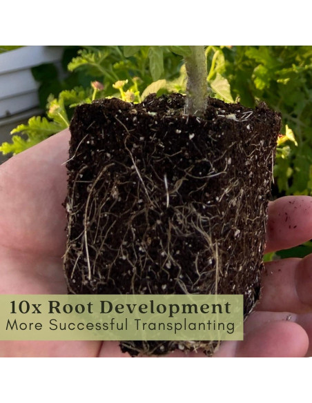 Plantas Vivas Digitalis Dalmatiano Clovers Garden - 2 Unidades 10-20 cm