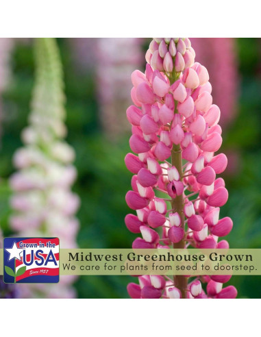 Plantas Vivas Digitalis Dalmatiano Clovers Garden - 2 Unidades 10-20 cm