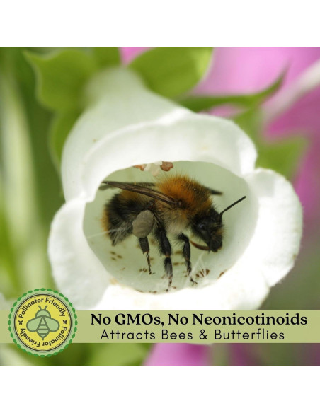 Plantas Vivas Digitalis Dalmatiano Clovers Garden - 2 Unidades 10-20 cm