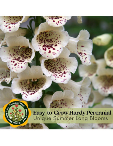 Plantas Vivas Digitalis Dalmatiano Clovers Garden - 2 Unidades 10-20 cm