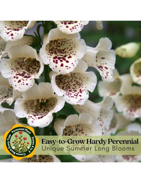 Plantas Vivas Digitalis Dalmatiano Clovers Garden - 2 Unidades 10-20 cm