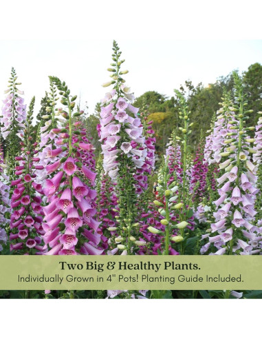 Plantas Vivas Digitalis Dalmatiano Clovers Garden - 2 Unidades 10-20 cm