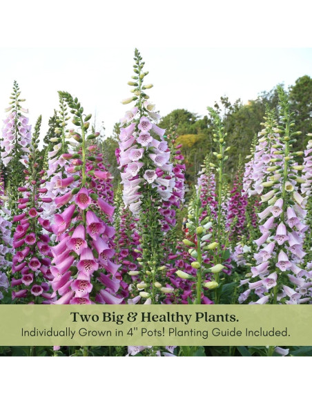 Plantas Vivas Digitalis Dalmatiano Clovers Garden - 2 Unidades 10-20 cm
