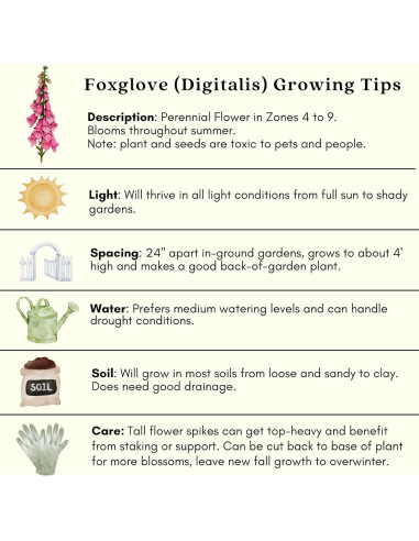 Plantas Vivas Digitalis Dalmatiano Clovers Garden - 2 Unidades 10-20 cm