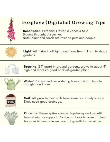 Plantas Vivas Digitalis Dalmatiano Clovers Garden - 2 Unidades 10-20 cm