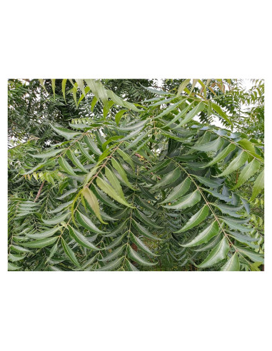 Hojas de Neem Orgánicas Hilltop Fresh - 50 Unidades Certificadas