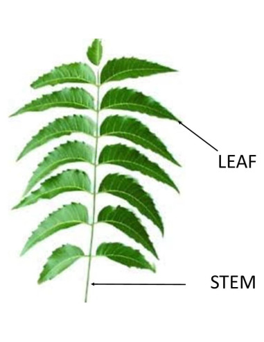 Hojas de Neem Orgánicas Hilltop Fresh - 50 Unidades Certificadas