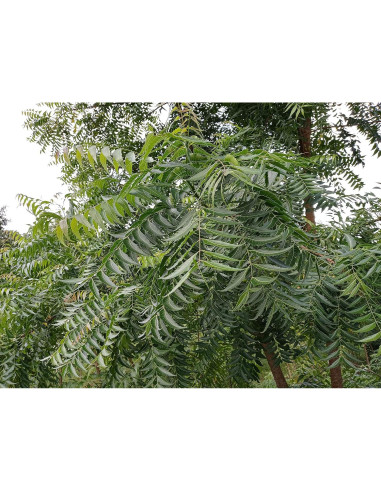 Hojas de Neem Orgánicas Hilltop Fresh - 50 Unidades Certificadas