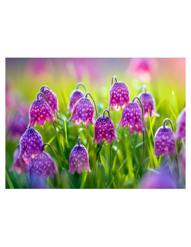 Bulbos de Fritillaria Cabeza de Serpiente CZ Grain - 10 Unidades