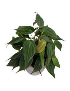 Philodendron Mican en maceta 10 cm - Planta de interior enredadera