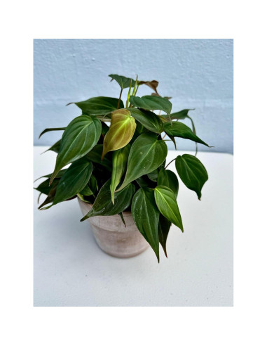 Philodendron Mican en maceta 10 cm - Planta de interior enredadera