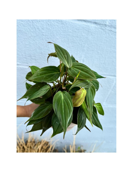 Philodendron Mican en maceta 10 cm - Planta de interior enredadera