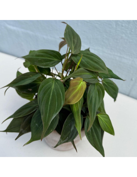 Philodendron Mican en maceta 10 cm - Planta de interior enredadera