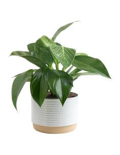 Planta Philodendron Birkin Costa Farms en Maceta 30.48 cm