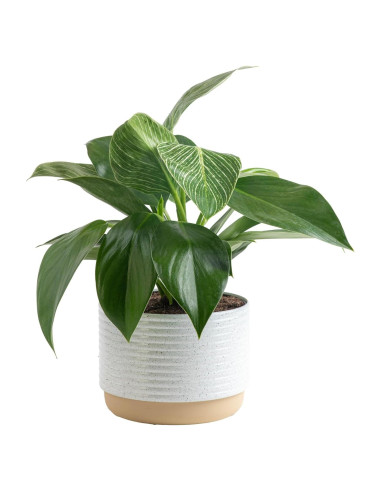 Planta Philodendron Birkin Costa Farms en Maceta 30.48 cm