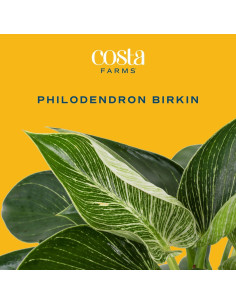 Planta Philodendron Birkin Costa Farms en Maceta 30.48 cm 2
