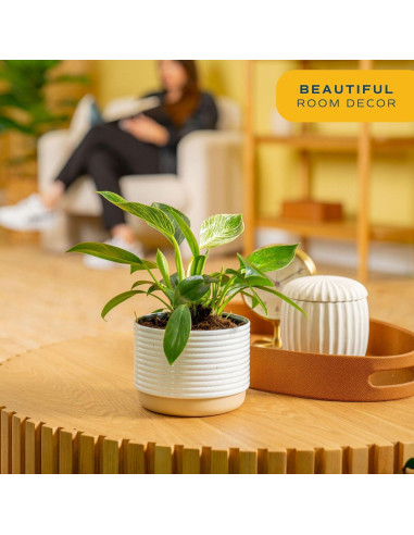 Planta Philodendron Birkin Costa Farms en Maceta 30.48 cm