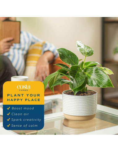 Planta Philodendron Birkin Costa Farms en Maceta 30.48 cm