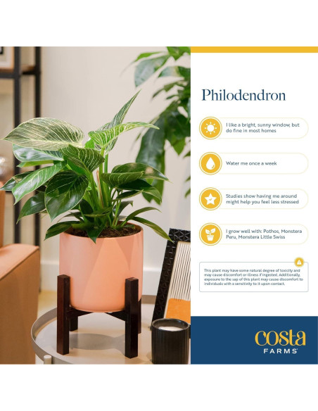 Planta Philodendron Birkin Costa Farms en Maceta 30.48 cm