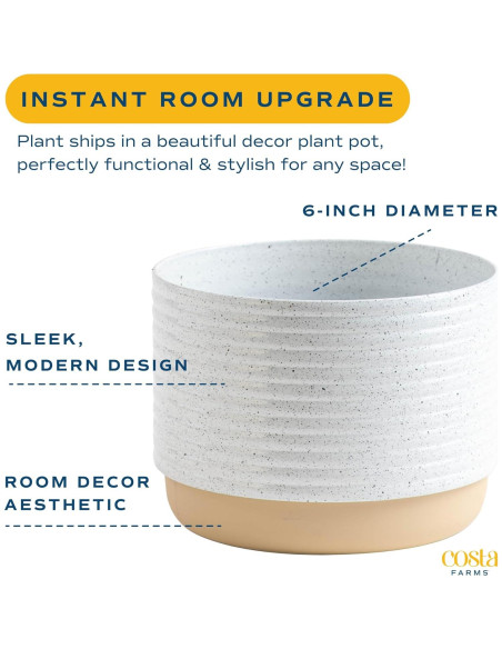 Planta Philodendron Birkin Costa Farms en Maceta 30.48 cm