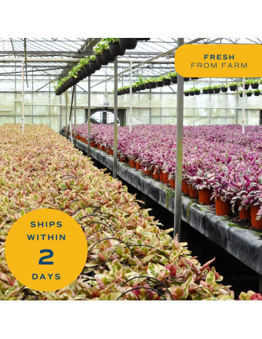 Planta Philodendron Birkin Costa Farms en Maceta 30.48 cm