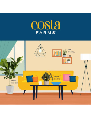 Planta Philodendron Birkin Costa Farms en Maceta 30.48 cm