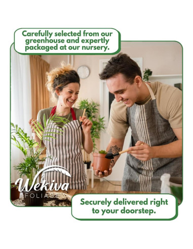 Mezcla de Suelo Premium para Philodendron - 0.45 kg - Wekiva Foliage