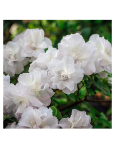 Azalea Hardy Gardenia GARDENS OY VEY 3 Galones 30x30 cm