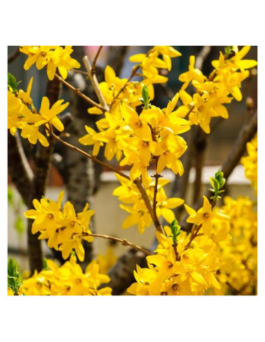 Arbusto Forsythia Lynwood Gold UIOTER 15-33 cm en maceta