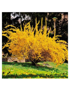 2 Plantas de Forsitia Lynwood Gold Genérico - Arbustos Amarillos 12 cm