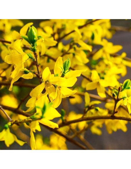 Arbusto Forsythia Lynwood Gold UIOTER 15-33 cm en maceta