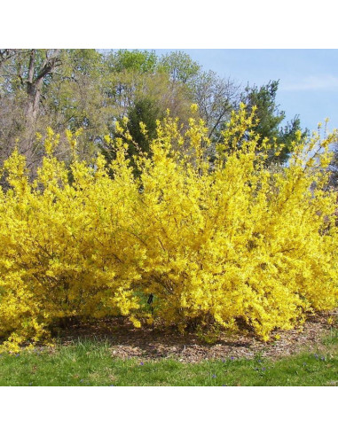 Arbusto Forsythia Lynwood Gold UIOTER 15-33 cm en maceta