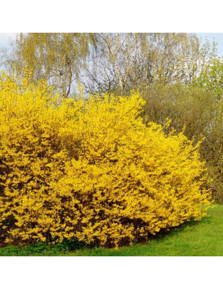 Arbusto Forsythia Lynwood Gold UIOTER 15-33 cm en maceta
