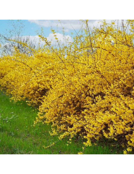 Arbusto Forsythia Lynwood Gold UIOTER 15-33 cm en maceta