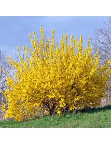 Arbusto Forsythia Lynwood Gold UIOTER 15-33 cm en maceta
