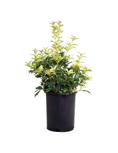 Osmanthus heterophyllus 'Goshiki' Acebo Perpetuo 3m - Green Promise Farms