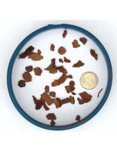 Corteza de Pino Fina 0.5kg Bonsai Jack 2 Cuartos Secos 2