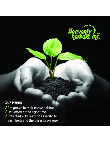 Tintura Madre Homeopática Berberis Vulgaris 59ml - Heavenly Herbals