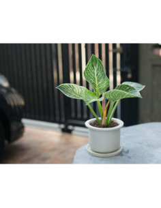 Sustrato Premium para Philodendron Gardenera 1 Cuartillo 2