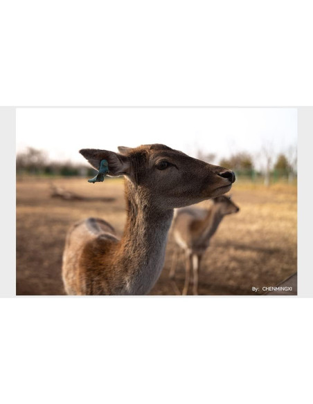 Lente TTArtisan APO M35mm F2 Manual con Adaptador LM-X1D